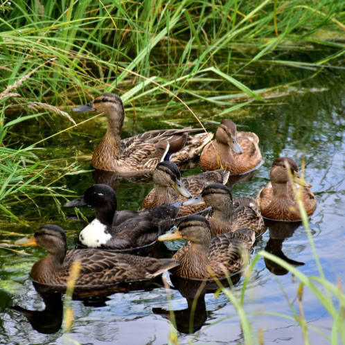 Eight wild ducks of various breeds treading water by a river bank