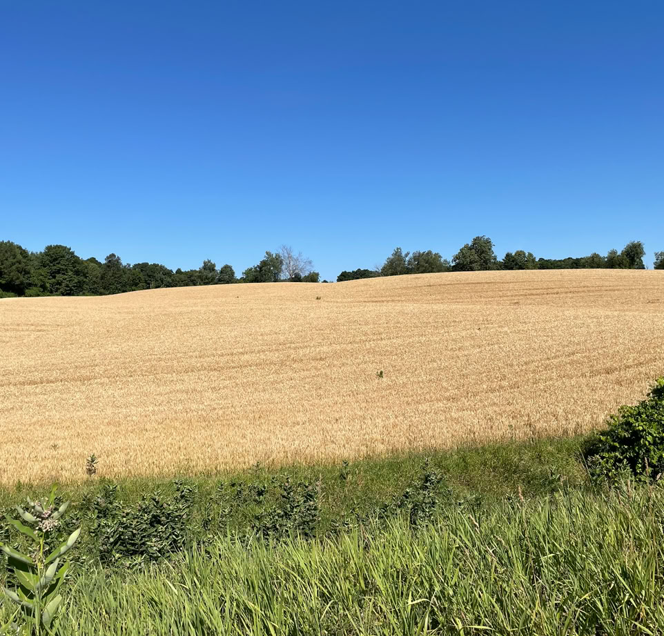 View from Elora Cataract Trailway near Cataract ON of freshly harvested wheat field 
