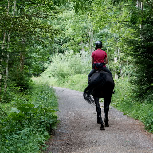 Back of person riding a dark horse along a trail