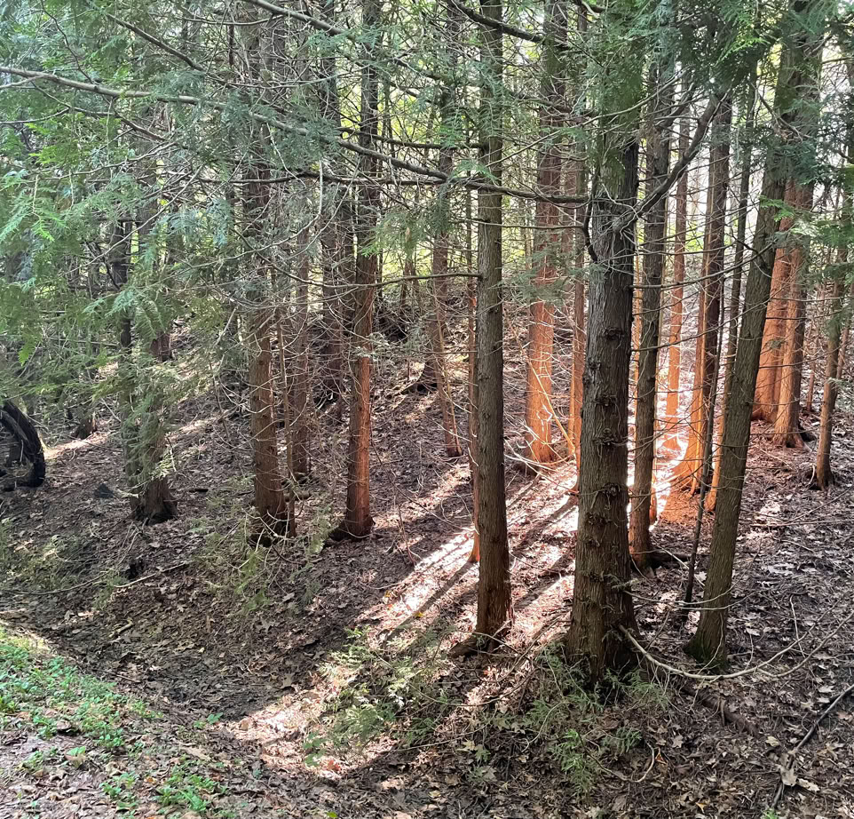 Early morning rays of sunshine penetrating a coniferous stand of trees alongside the Elora Cataract Trailway between Shand Dam and Belwood ON