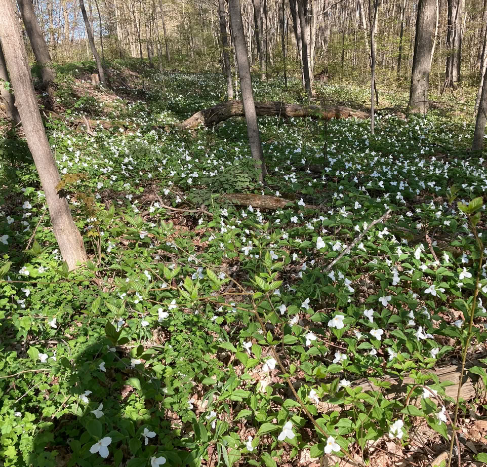 Spring scene of wild trilliums in deciduous forest beside the Elora Cataract Trailway 