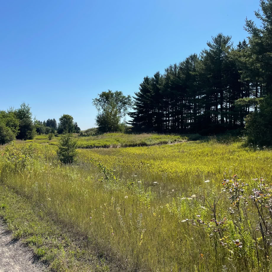 A scenic view from the Elora Cataract Trailway of tall grass and spruce trees between Erin and Cataract ON