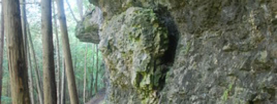 A scenic view of the gorge wall  within the Elora Gorge Park
