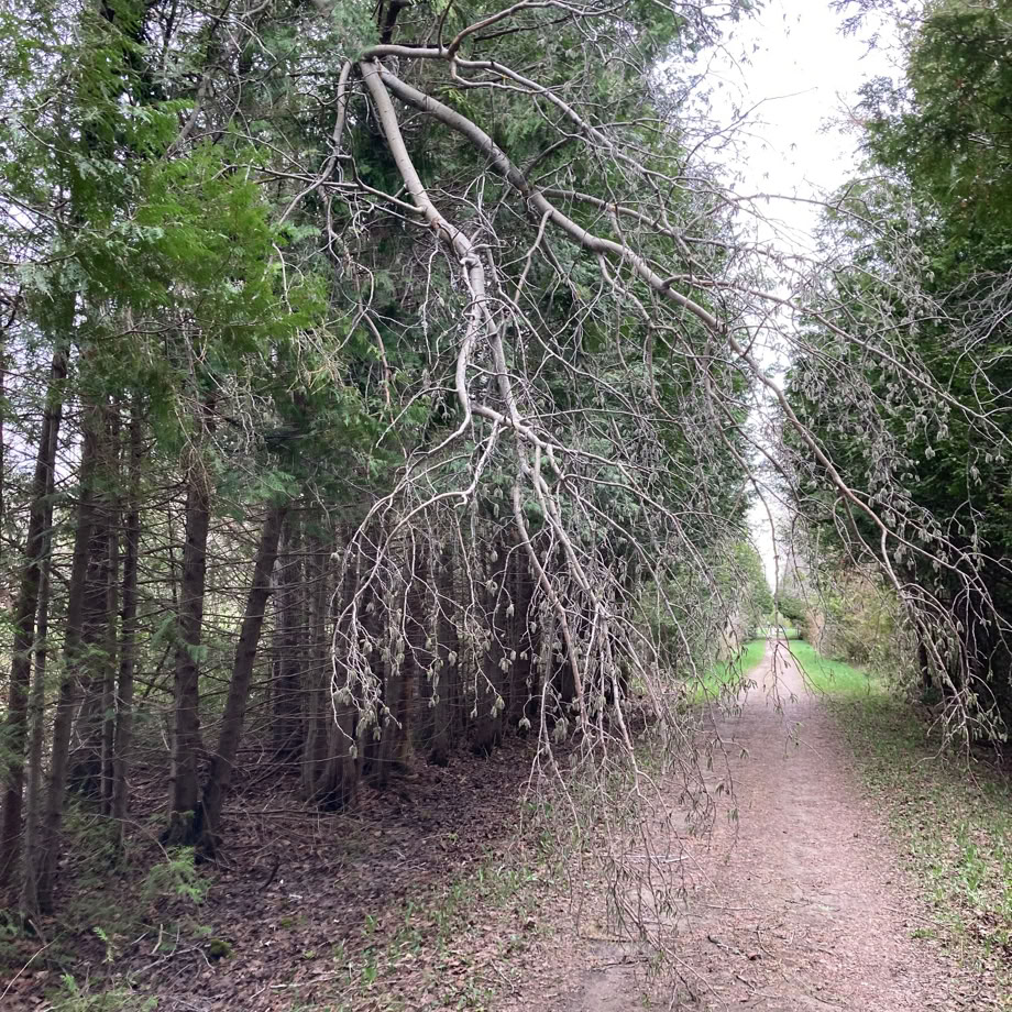 Broken tree top suspended over Elora Cataract Trailway 