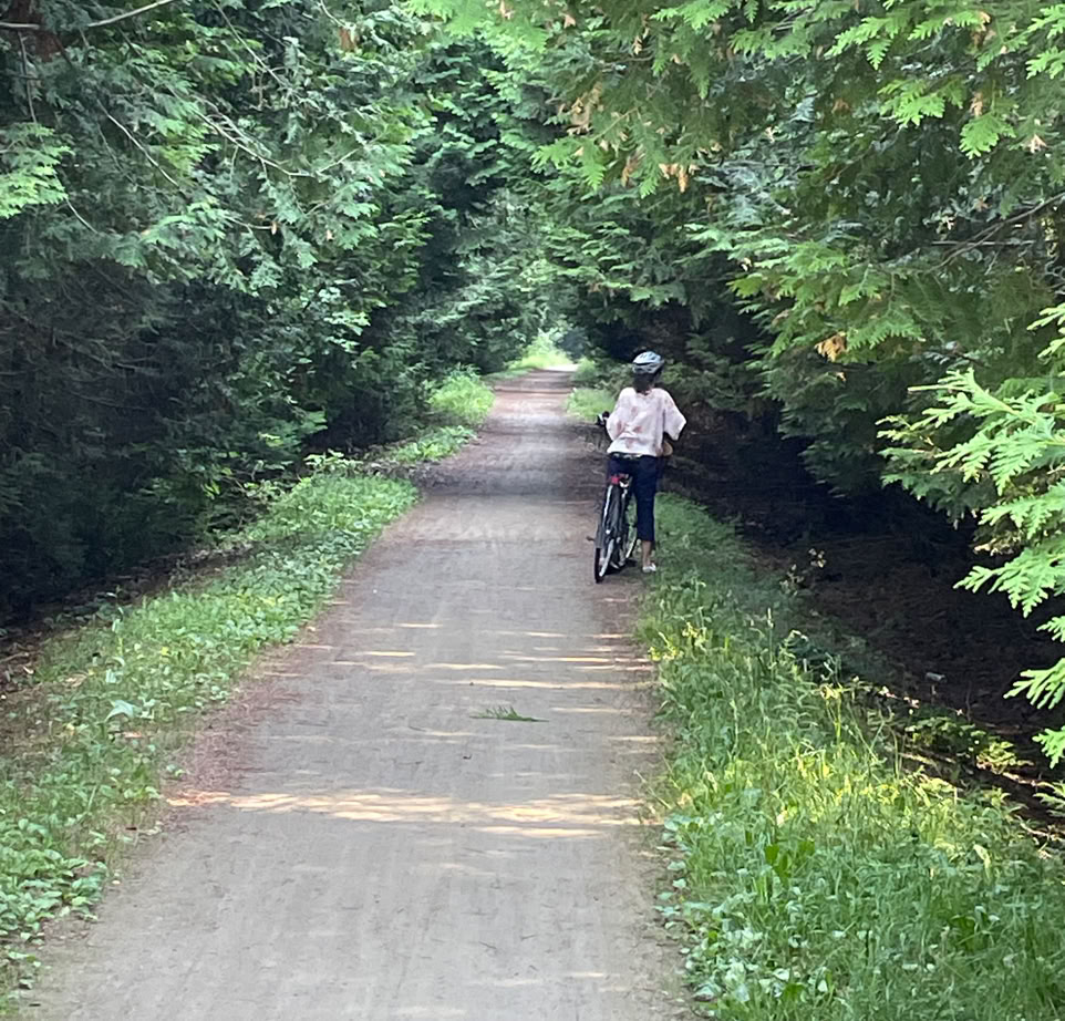 Woman cyclist stopped to admire coniferous forest alongside the Elora Cataract Trailway