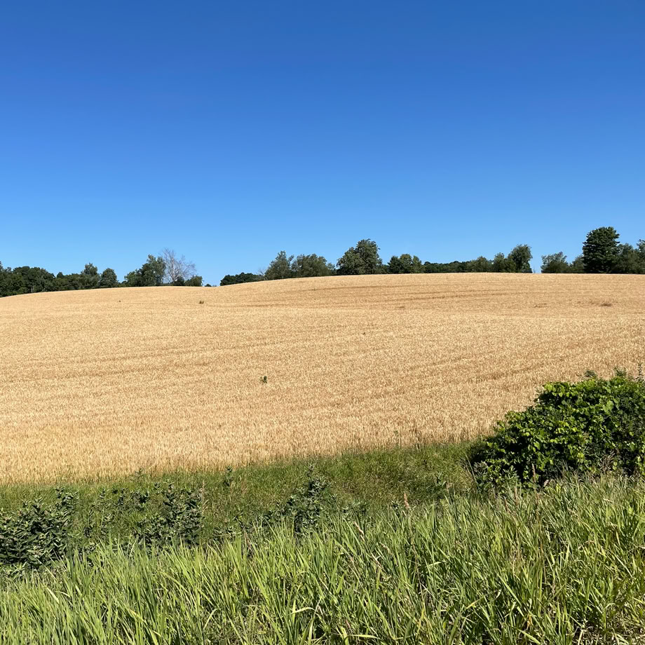 A scenic view from the Elora Cataract Trailway of a wheat field near Catarct ON