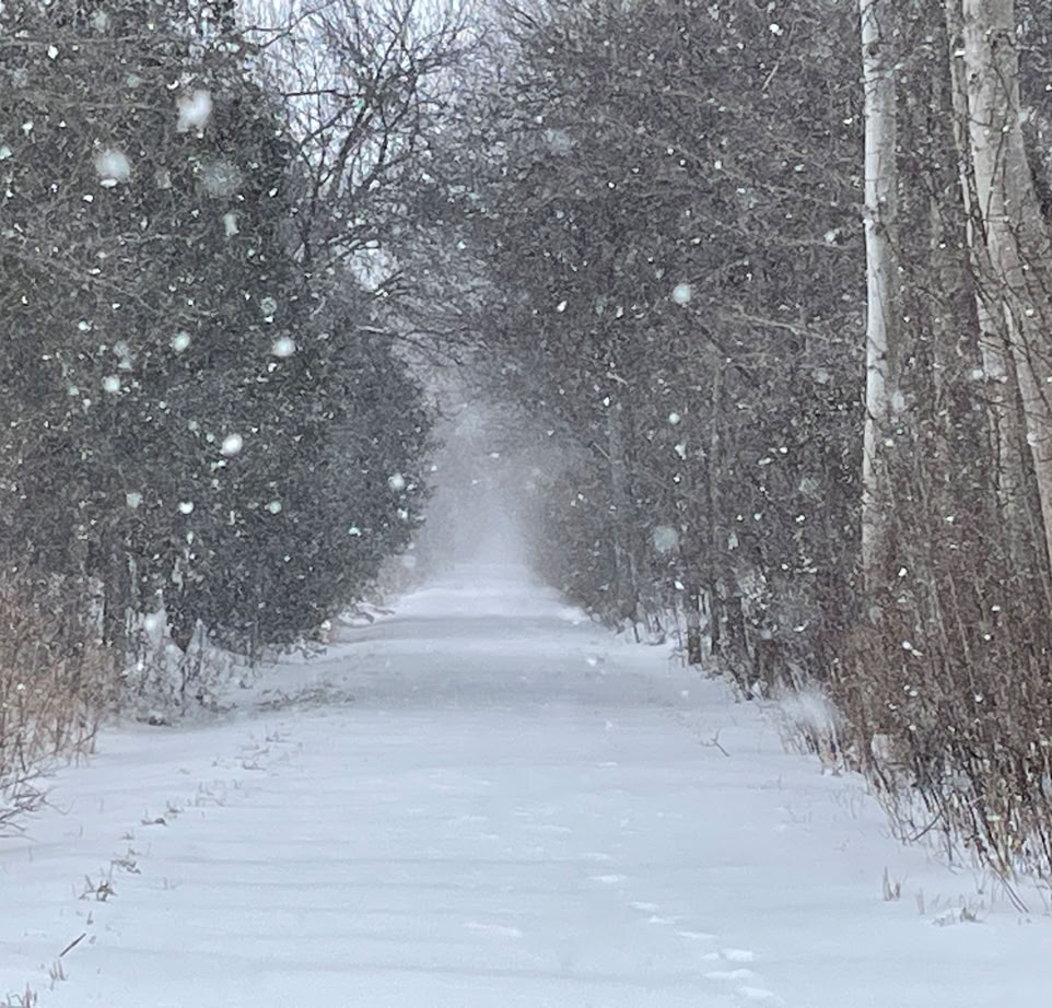 Winter scene of snow falling on the Elora Cataract Trailway near Elora ON