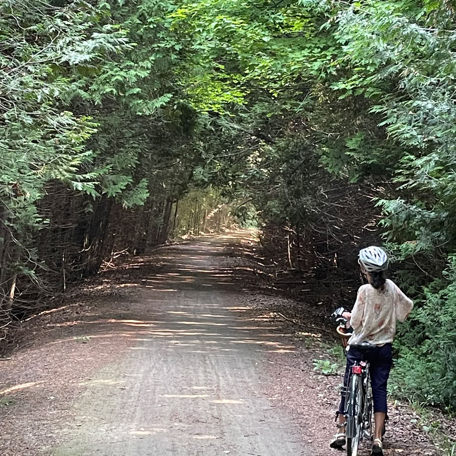 Summer view of wooded trailway section between Shand Dam and Belwood